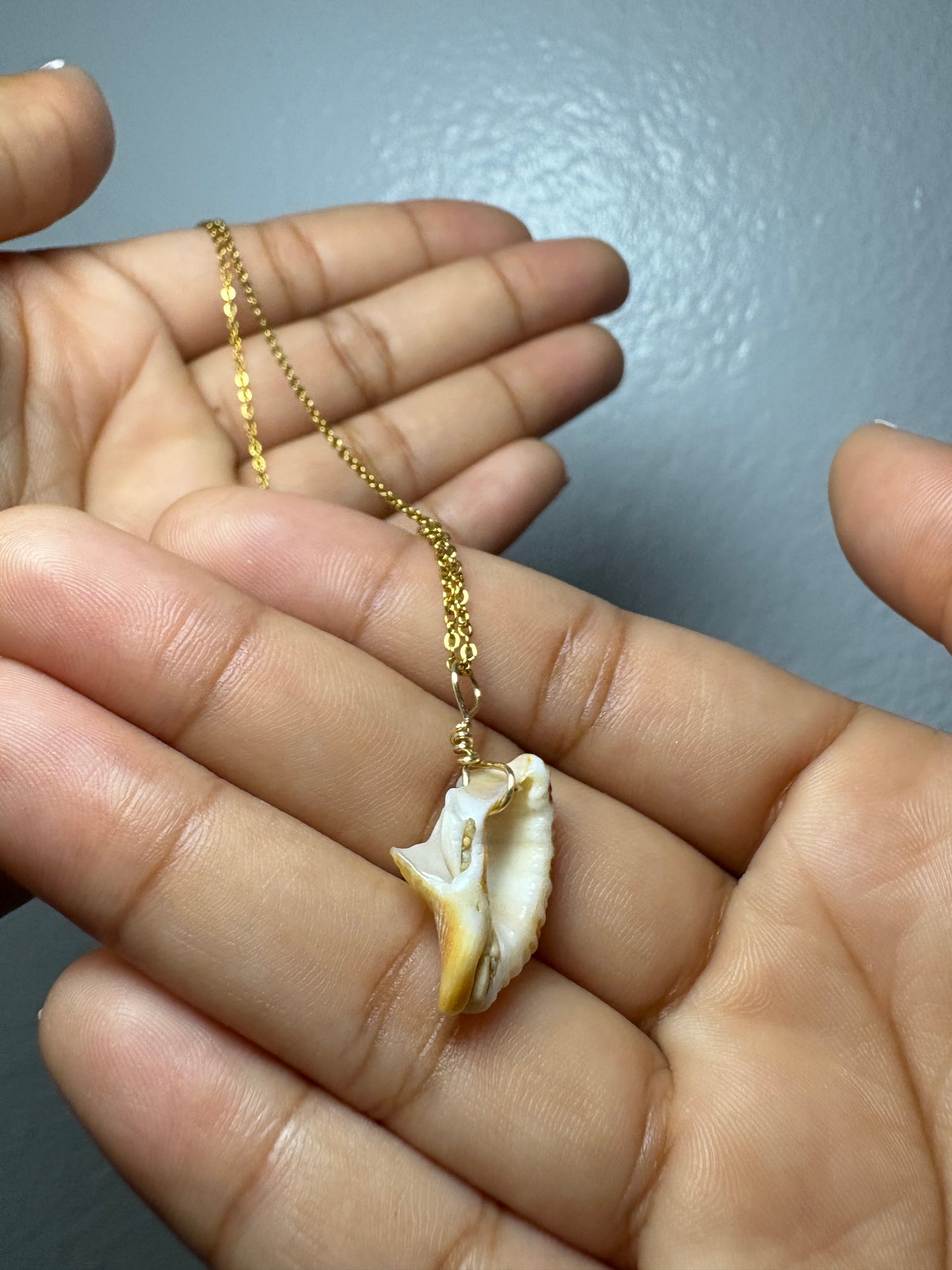 Real Shell Necklace