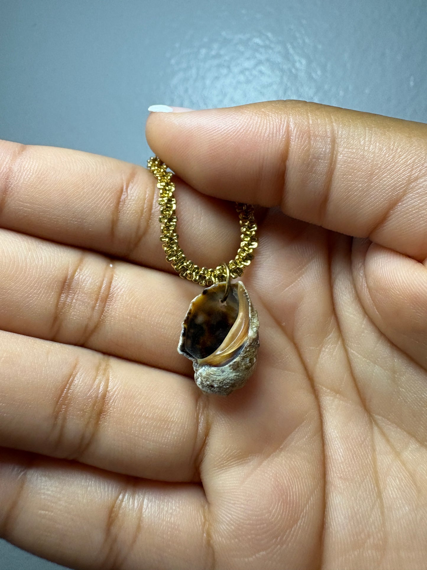 Real Shell Necklace