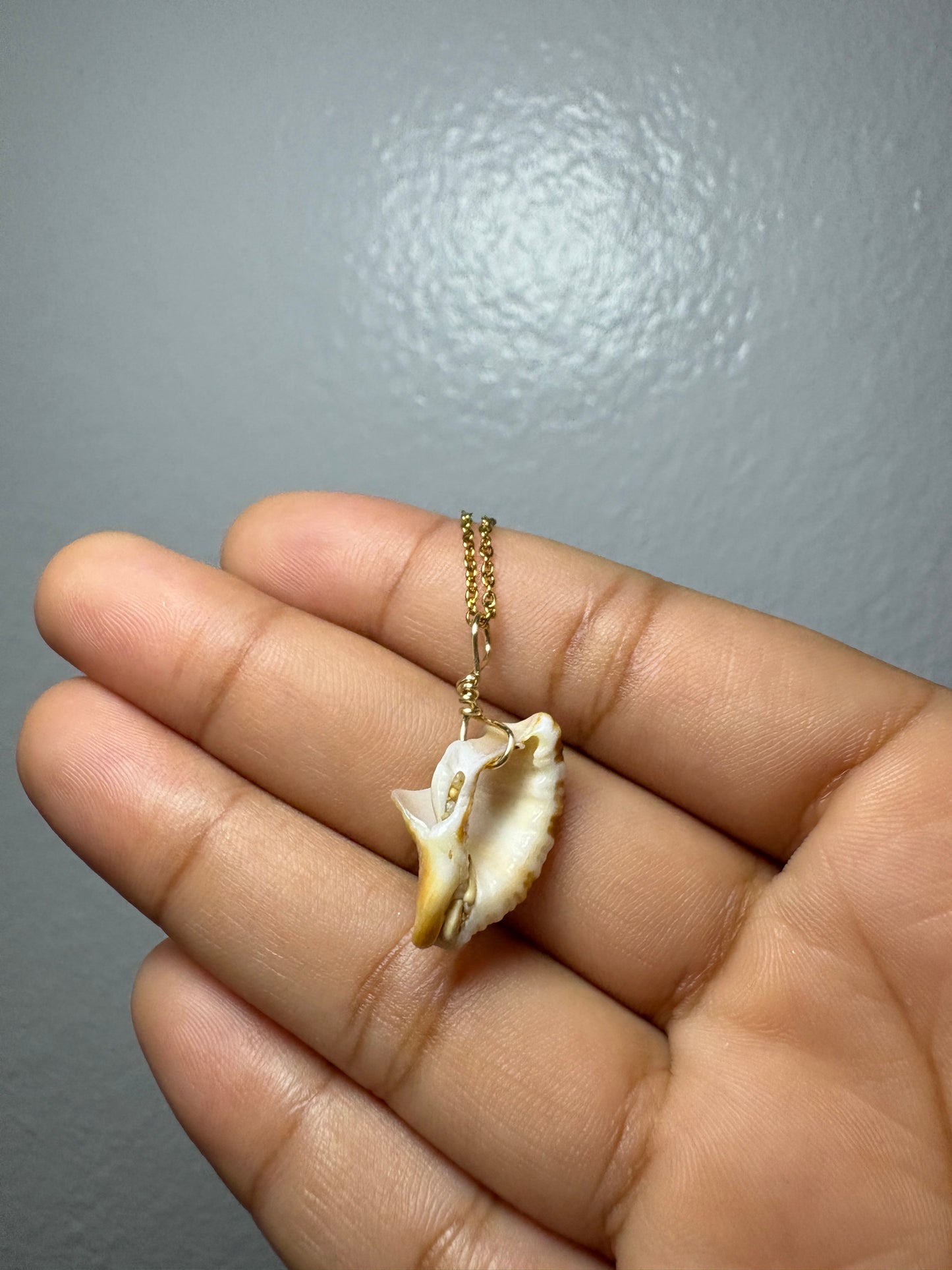 Real Shell Necklace
